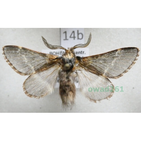 Poecilocampa populi (Linnaeus, 1758) male Czech14b